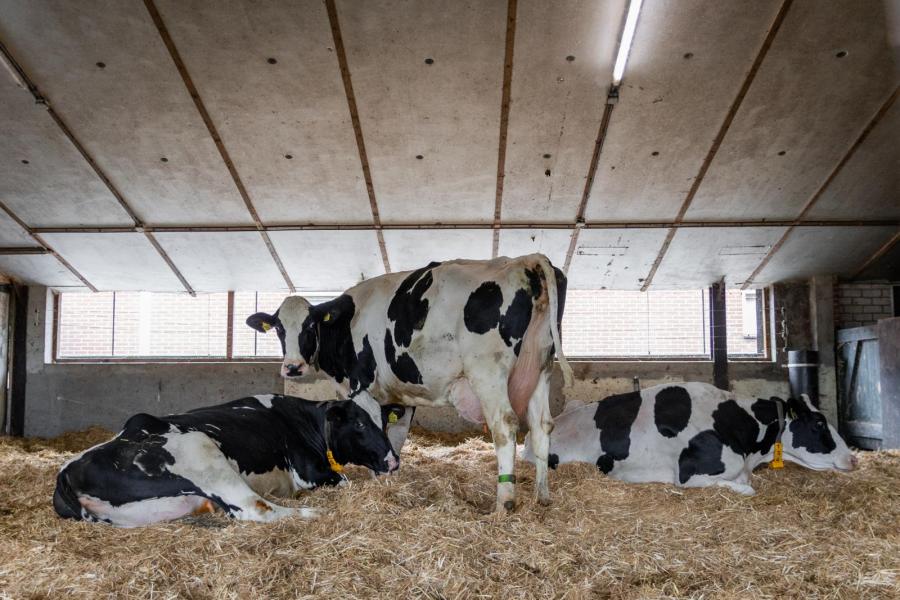 In de oude kalverstal is ook een groot strohok gemaakt voor kalf- en zorgkoeien
