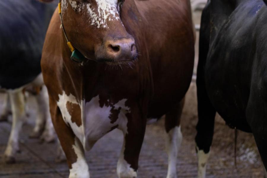 Kusters melkt onder andere Bacchus Aukje 465 W, de moeder van de witrikstier Bacchus Baseline PP