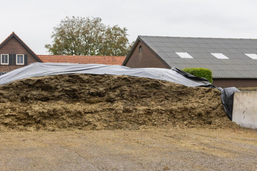 Om het rantsoen zo constant mogelijk te houden maakt Kusters lasagnekuilen van meerdere snedes gras