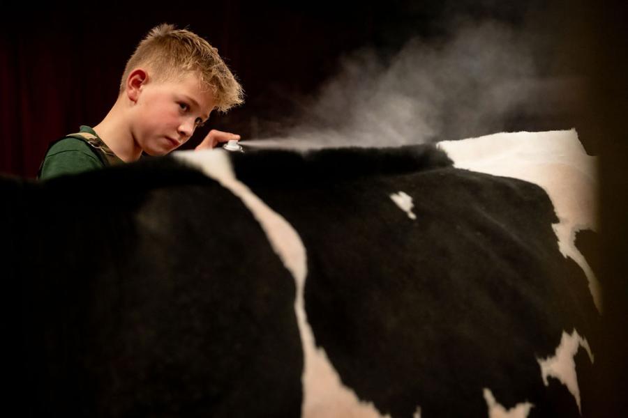 competitie Young Breeders HHH-show 2025