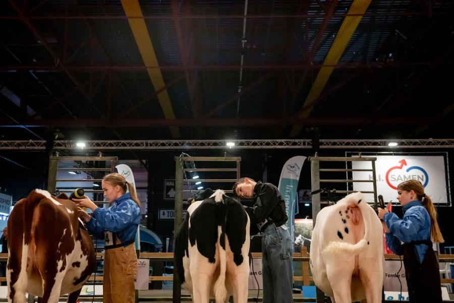 competitie Young Breeders HHH-show 2025