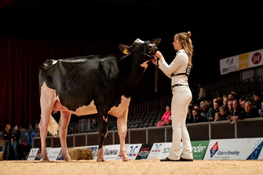 De piepjonge, op 1.10 jaar gekalfde Drouner Sublima 2079 (v. Barolo) van de familie Albring uit Drouwenermond liep aan de hand van Marieke Albring naar de reservetitel bij de vaarzen