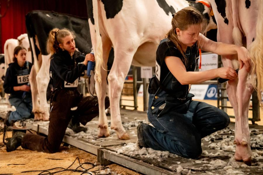 competitie Young Breeders HHH-show 2025