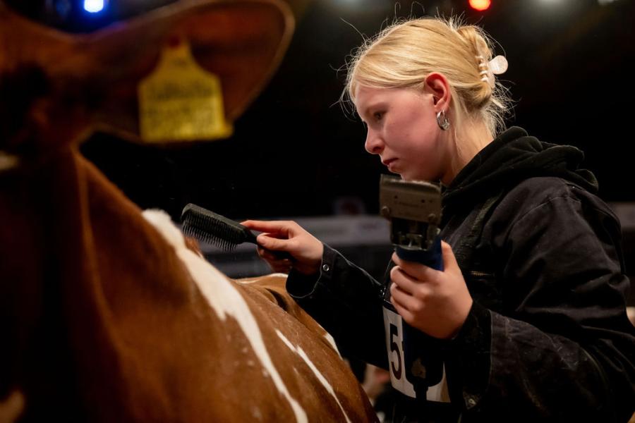 competitie Young Breeders HHH-show 2025
