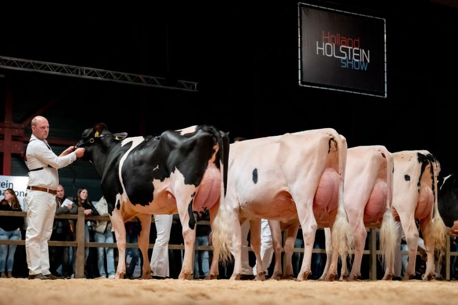 Brons was er bij de vaarzen voor Cheersdochter Noorder Miss Cheers van ARGH Holsteins uit Noordeinde