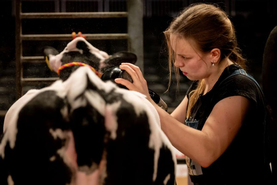 competitie Young Breeders HHH-show 2025