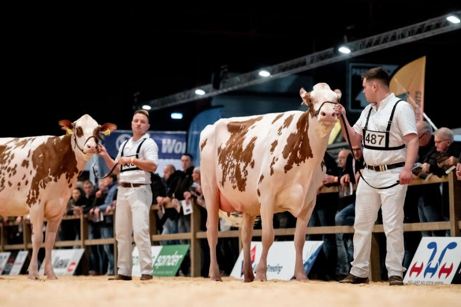 De in Zwitserland geboren Santina (v. Achilles) van H&R Holsteins uit Staphorst verzekerde zich van de winst bij de roodbontvaarzen