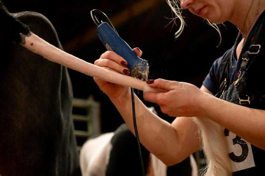 competitie Young Breeders HHH-show 2025