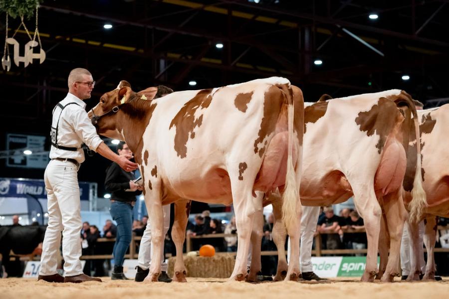 De Duitse jury Torben Melbaum kende de eervolle vermelding bij de roodbonte junioren toe aan Tienmorgen Lonia 205 (v. Tower) van De Tienmorgen Holsteins uit Beers