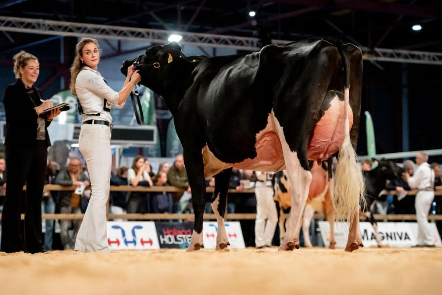 De oudste zwartbontvaars in Leeuwarden, Bons-Holsteins Roza 85 (v. Cheers), pakte de vaarzentitel voor Bons-Holsteins uit Leeuwarden