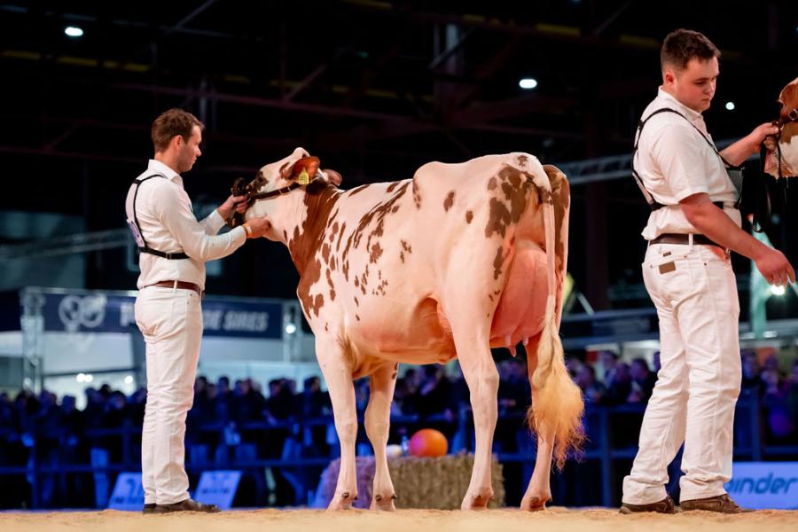 Net als vorig jaar pakte de familie Pinkert de reservetitel bij de roodbontvaarzen, ditmaal met P.M. Elza 271 (v. Arcobello P)