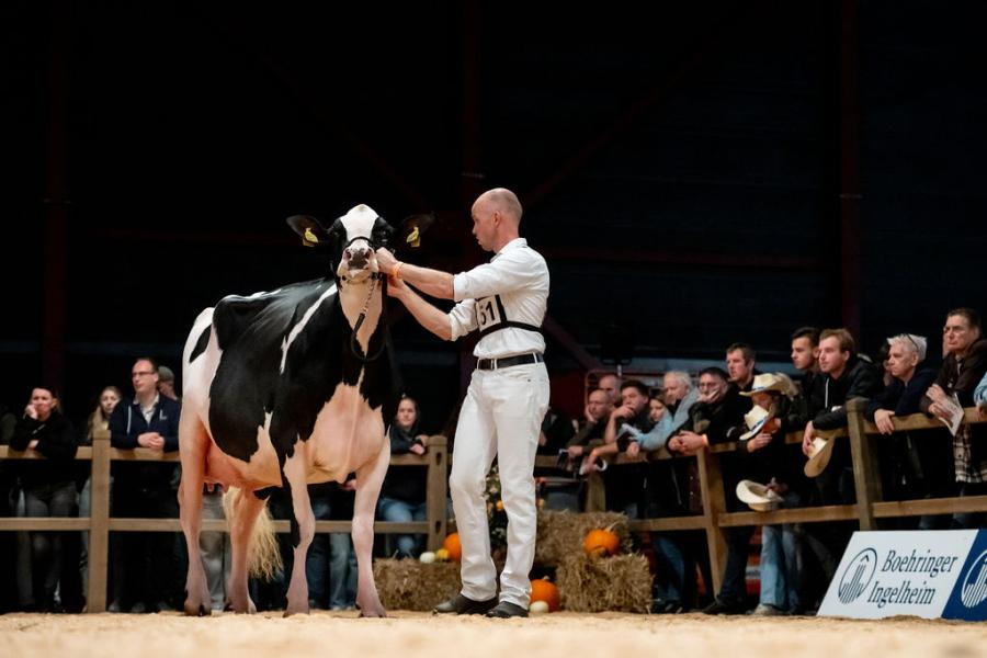De nog maar net drie jaar oude Sanne 43 (v. Lambda) van Wim Veenstra en Rian van Mil nam de eervolle vermelding mee naar Boerakker