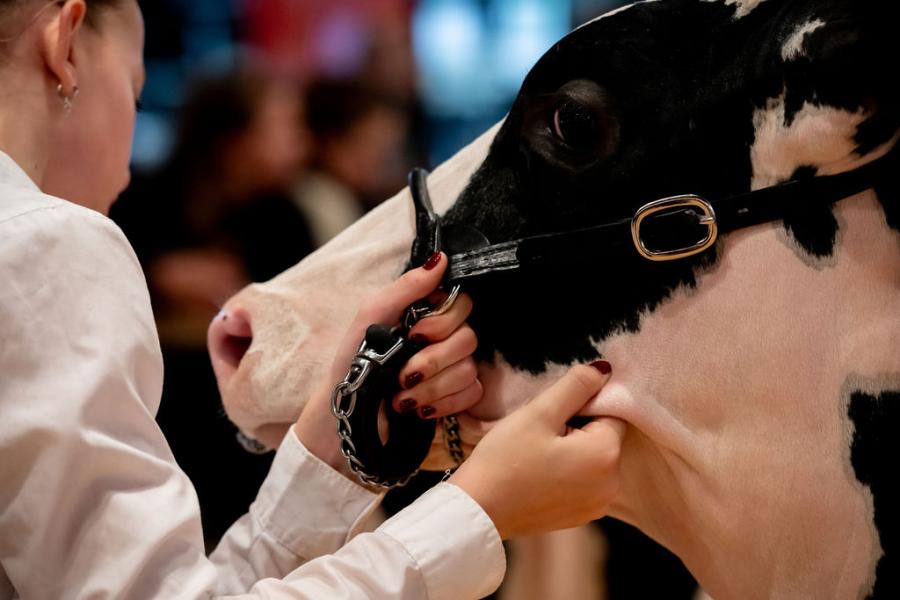 competitie Young Breeders HHH-show 2025