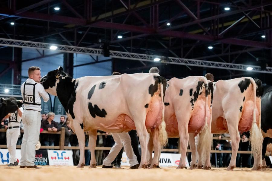 Heerenbrink Volina 86 (v. Attraction) van de familie Steegink uit Okkenbroek eiste de reservetitel in de middenklasse op