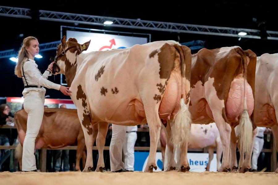 De Twentse kampioene Willie 57 (v. Curtis) van de familie Vosman legde beslag op de reservetitel in de middenklasse