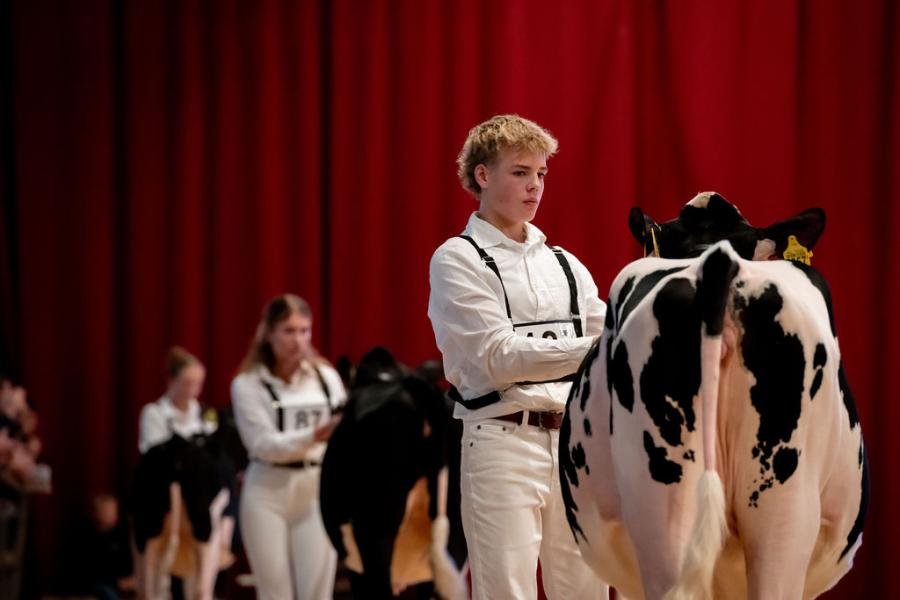 competitie Young Breeders HHH-show 2025