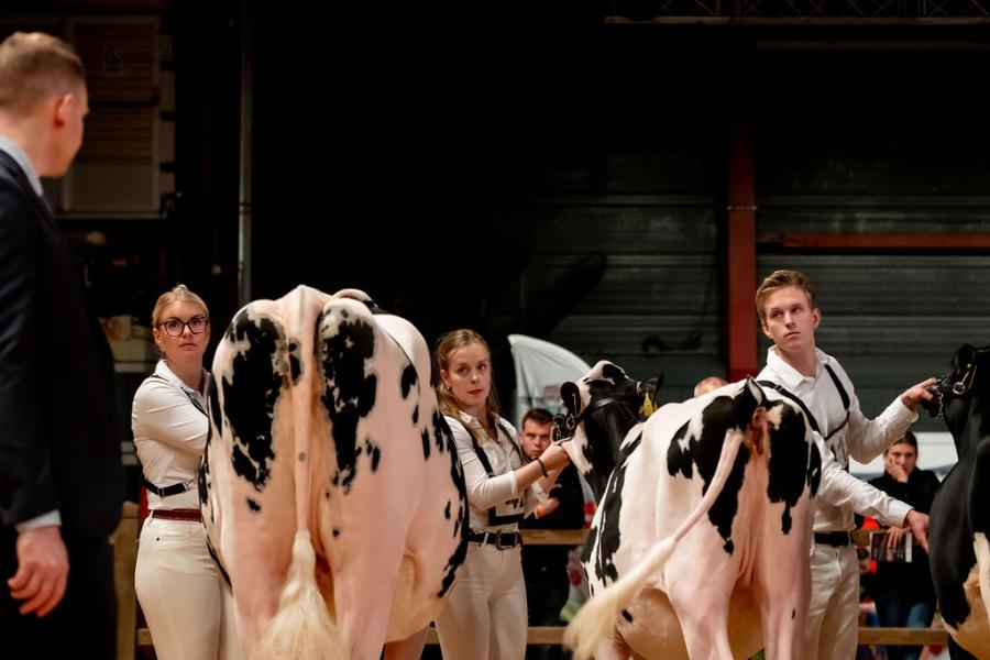 competitie Young Breeders HHH-show 2025