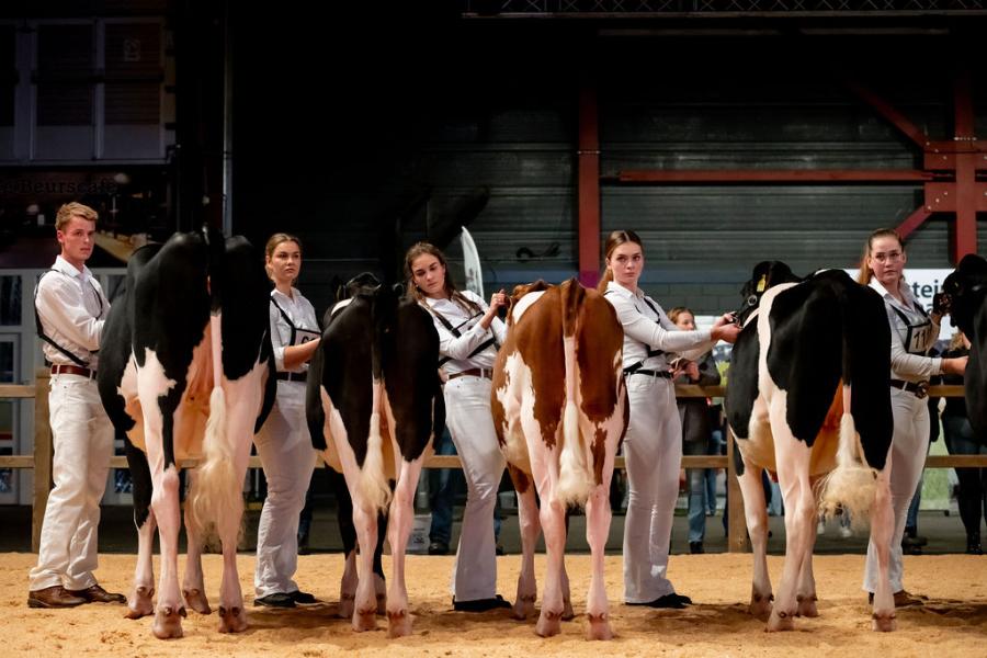 competitie Young Breeders HHH-show 2025