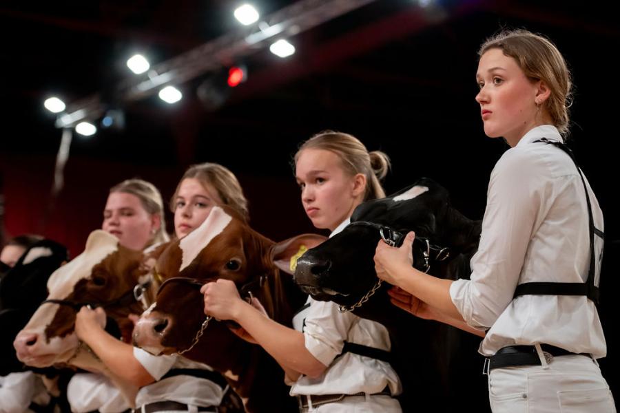 competitie Young Breeders HHH-show 2025