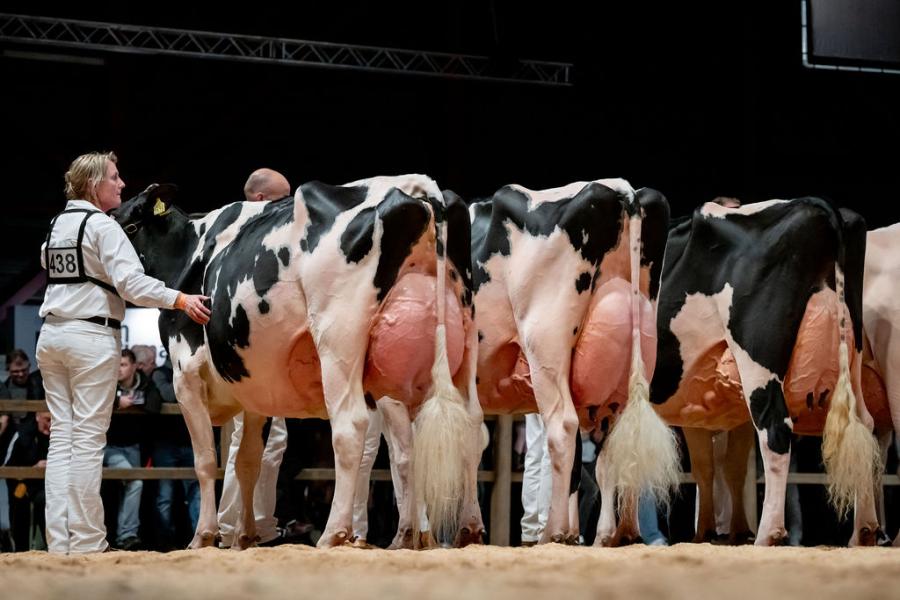 Een titel zat er dit keer niet in voor Bertha 211 (v. Chief), die op de HHH-show al zo veel mooie prijzen won. Nu verdiende de Chiefdochter van firma De Groot uit Everdingen de eervolle vermelding