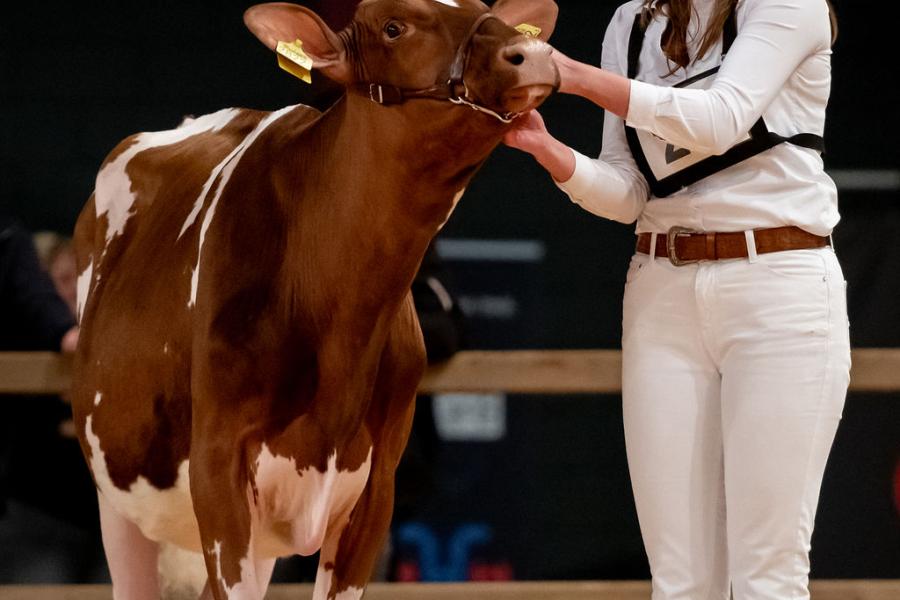 competitie Young Breeders HHH-show 2025