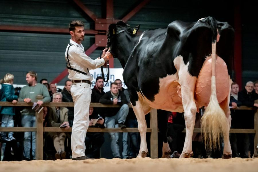 Vorig jaar was ze algemeen kampioene, nu moest de pas 20 dagen geleden gekalfde Bons-Holsteins Koba 245 (v. Doorman) van Beslea Farms en Bons-Holsteins genoegen nemen met de reservetitel 
