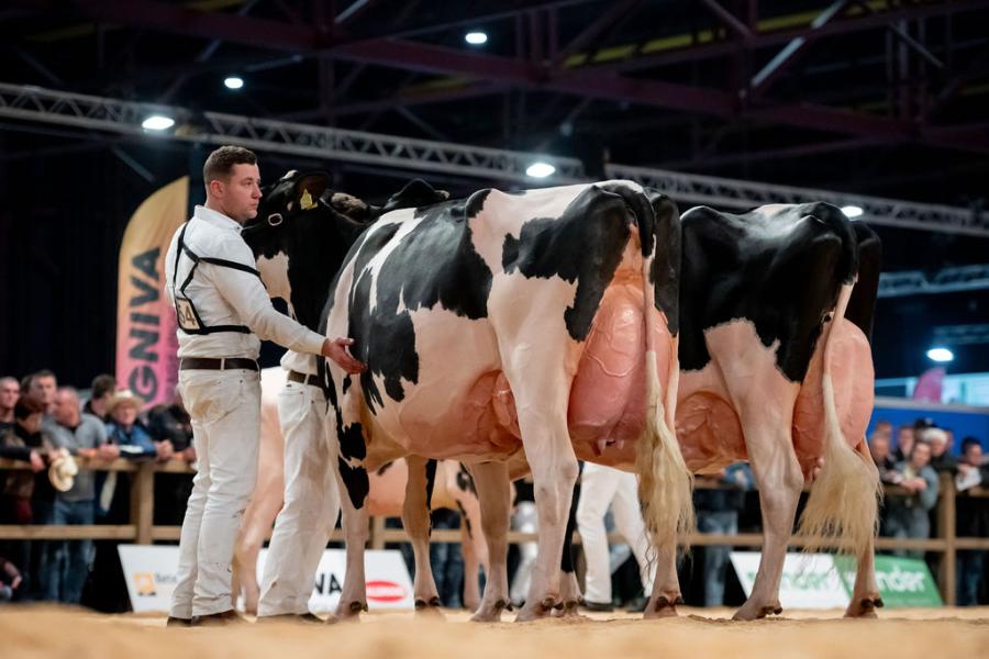 Met haar derde algemeen kampioenschap op de HHH-show leverde Heerenbrink Angelina (v. Devour) van de familie Steegink uit Okkenbroek en ALH Genetics een bijzondere prestatie