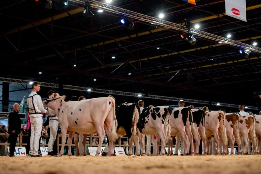 competitie Young Breeders HHH-show 2025