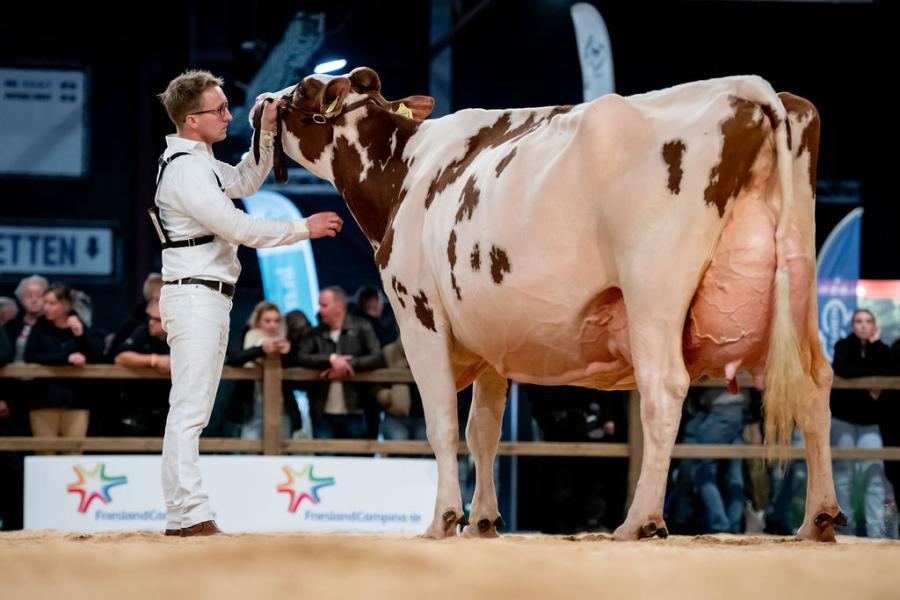 De aanvoerster van de productieklasse, Trillie 171 (v. Carnival) van de familie Vosman uit Wierden, kreeg de eervolle vermelding bij de senioren