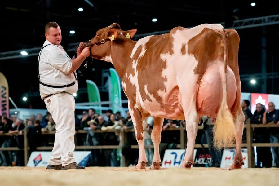 Titelprolongatie zat er voor Jansje 703 (v. Jacot) van firma De Groot uit Everdingen dit jaar niet in, maar de Jacotdochter mocht zich wel reservekampioene bij de senioren noemen