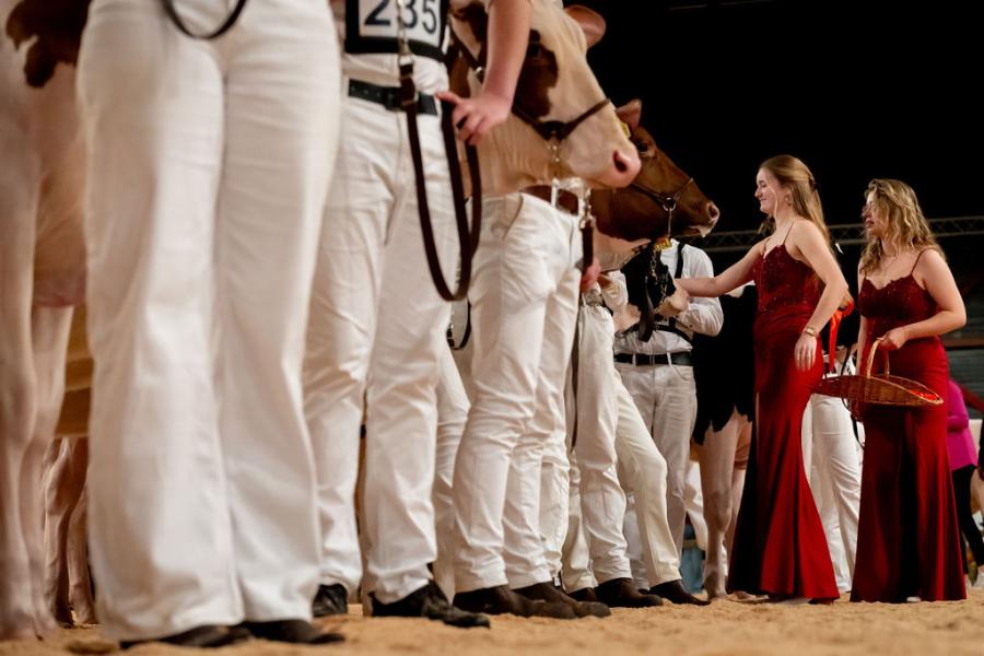 competitie Young Breeders HHH-show 2025