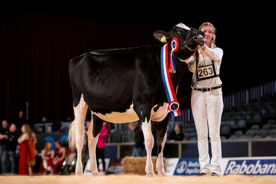 competitie Young Breeders HHH-show 2025