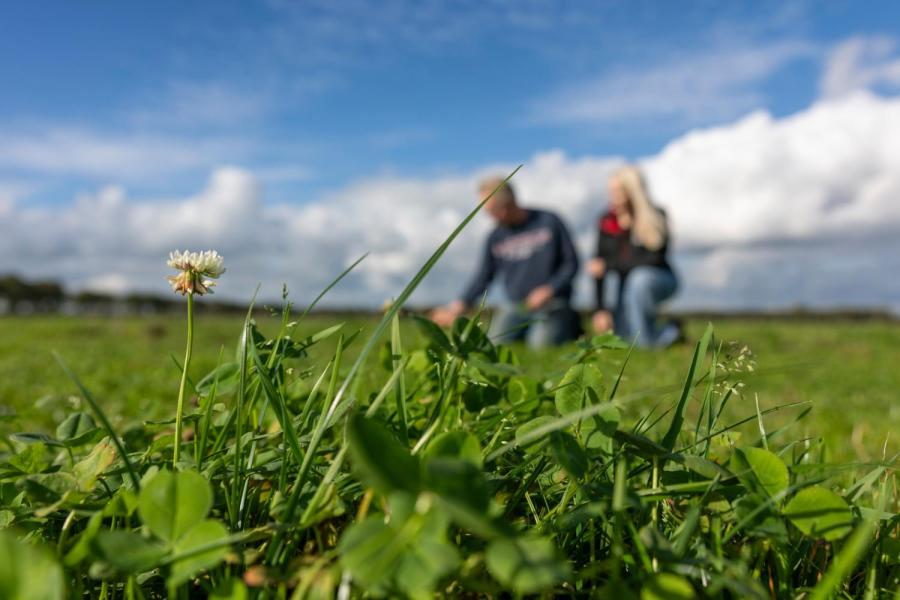 Mulder probeert herinzaai te voorkomen. Alle percelen bewerkt hij met de wiedeg, in het jaar behandelt hij verdichte plekken met de graslandwoeler en eventueel zaait hij percelen door