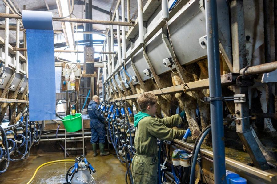 Bij de doorstart in 2014 tikte Mulder een oude, eenvoudige 2x9-melkstal zonder melkmeting op de kop. In coronatijd is de familie Mulder overgestapt op drie keer per dag melken. De productie steeg daardoor met vijftien procent