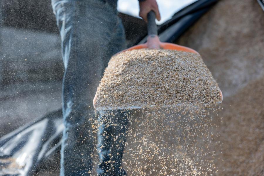 Mulder verbouwt geen eigen krachtvoer, maar het rantsoen bevat wel regionaal geteelde geplette gerst en veldbonen