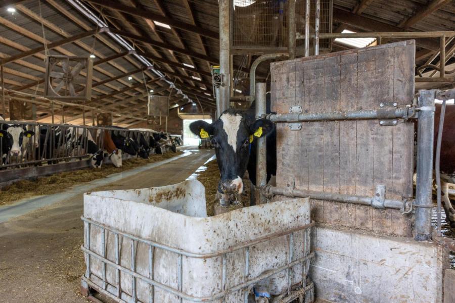 Dankzij de cuddlebox nemen de koeien na het kalven meteen goed voer op