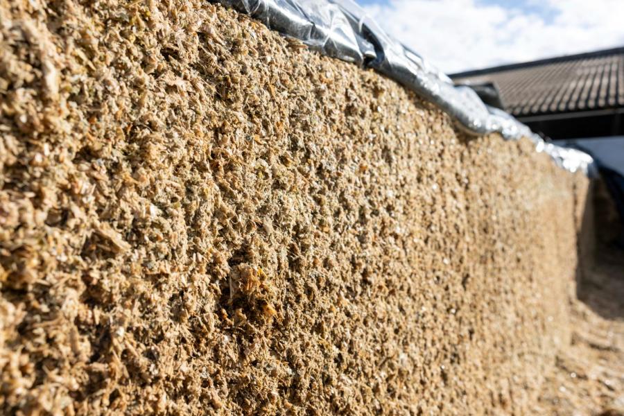 In totaal 12 hectare draait mee in het bouwplan van een akkerbouwer, die voor Mulder ook de maisteelt verzorgt