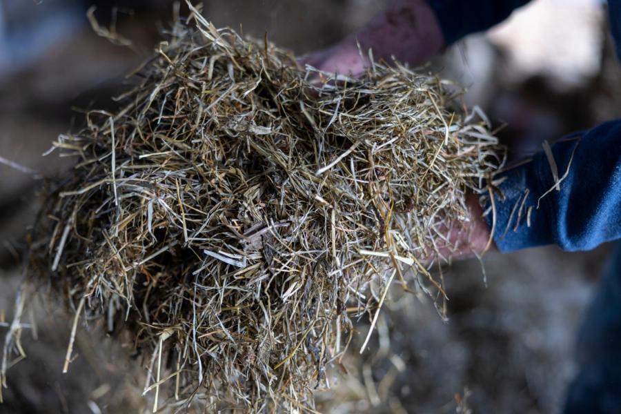 De voederwaarden van het ingekuilde kruidenrijke gras lijken op papier minder goed, maar Mulder ziet duidelijk een plus op vruchtbaarheid en gezondheid