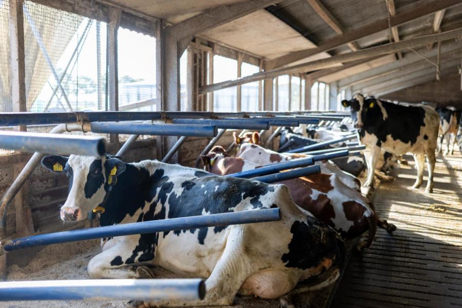 De flexibele boxafscheiding geeft de koeien veel ruimte