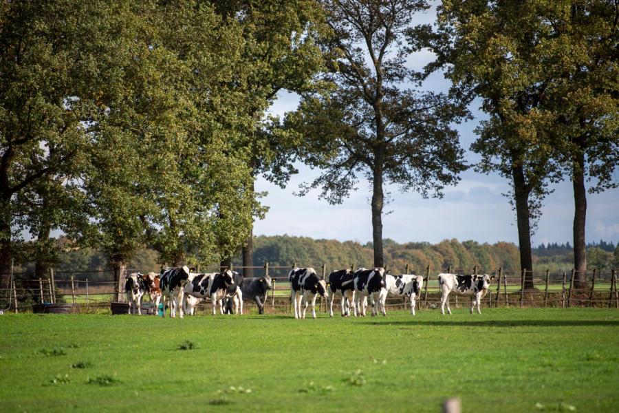 De pinken lopen tot ver in het najaar buiten. Door het jongvee op tijd te leren grazen, kweekt Mulder goede graaskoeien