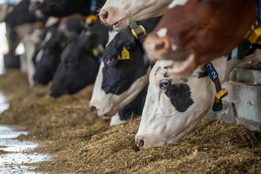 Meer melken betekent ook meer voeren. ‘Hard melken vraagt om veel kilo’s droge stof’, stelt Mulder. Het rantsoen bestaat uit 8,2 kg kuilgras, 5,5 kg mais, 1,1 kg kruidenrijk gras, 0,7 kg bestendige soja, 1,2 kg bierbostel, 2,2 kg geplette gerst en 1,2 kg veldbonen aangevuld met 0,325 kg mineralen en vitaminen