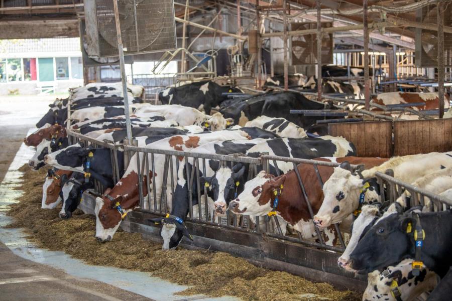 Met een rollend jaargemiddelde van 12.211 kg melk met 4,31% vet en 3,47% eiwit ligt de melkproductie op een hoog niveau