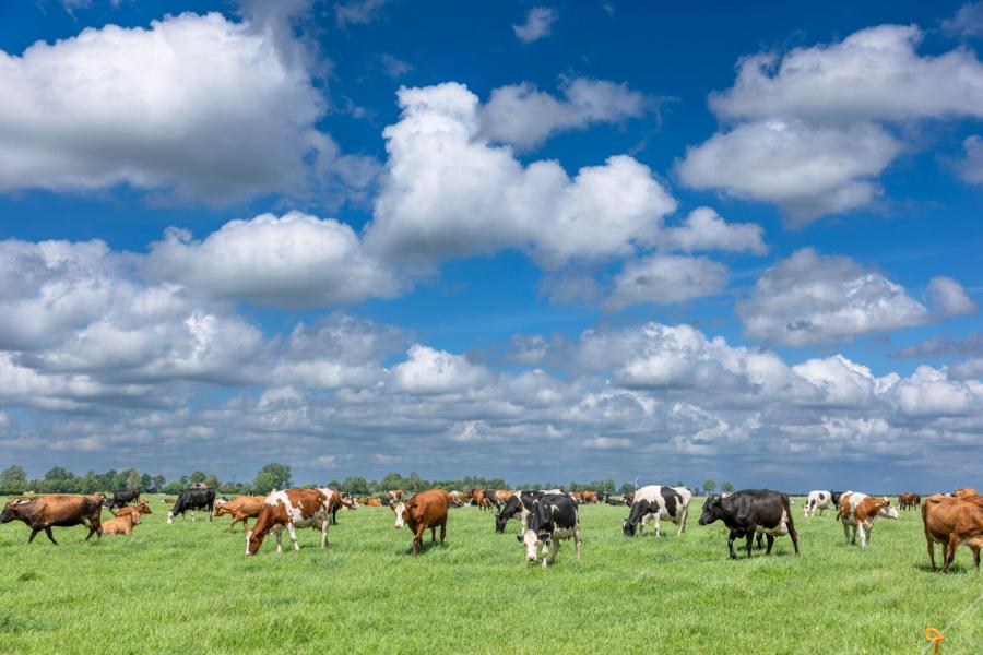 De grasopbrengst en -kwaliteit op veengrond is grillig. Om bij te kunnen sturen slaat Boon een deel van het gras van de eerste snede op in balen