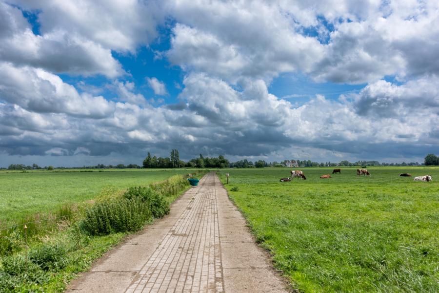 Gras speelt de hoofdrol in het rantsoen. Om het aandeel vers gras te verhogen legden de veehouders afgelopen jaar en kleine kilometer extra kavelpad aan. ‘We weiden nu op plekken waar tientallen jaren geen koeien hebben gelopen’