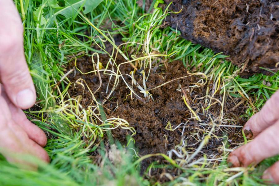 In november 2025 hebben de veehouders officieel hun eerste biologische melk geleverd. Nu de bodem geen kunstmest meer krijgt, moet deze veel meer zelf aan het werk