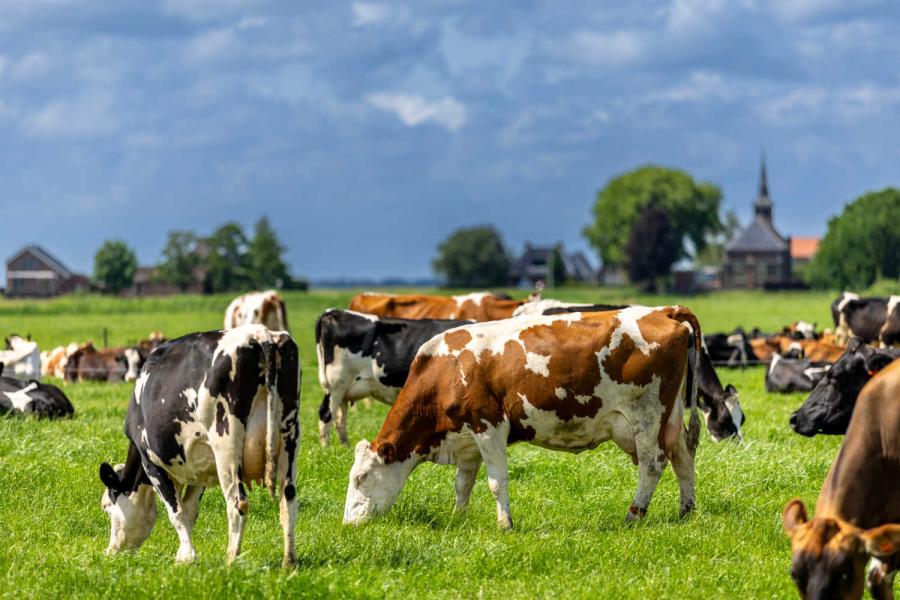 Jaarlijks zaaien de veehouders het grasland door, waarbij ze ook klaver, weegbree en cichorei meezaaien. Het valt niet mee om de kruiden erin te houden op de veengrond, die een hoog stikstofleverend vermogen heeft