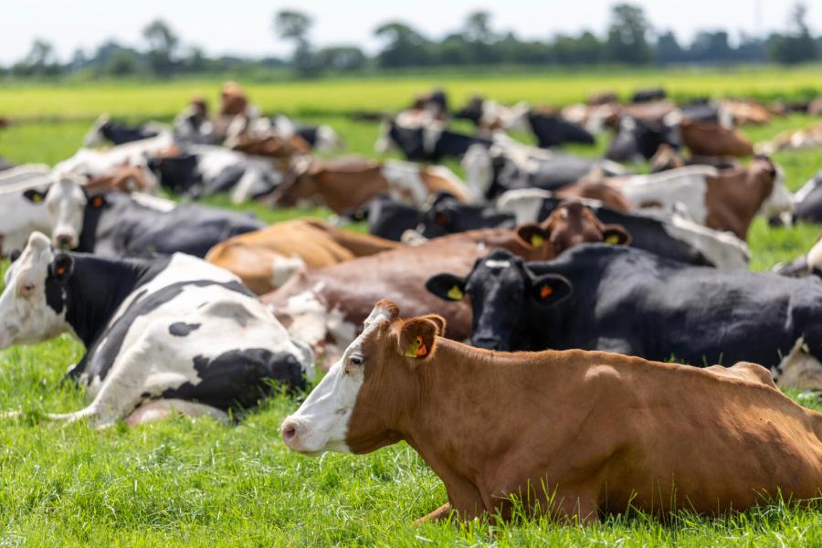 De koeien weiden alleen overdag en krijgen elke dag een perceel van een hectare. ‘We zaten afgelopen jaar op 2800 uur weidegang, maar ik wil richting 4000 uur’, geeft Kees Boon aan. In de stal krijgen de koeien ’s avonds ook nog een portie vers gras