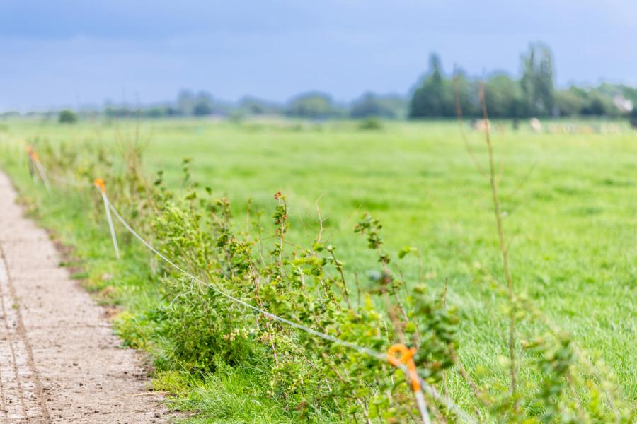 Langs het kavelpad legden de ondernemers een 250 meter lange voederhaag aan, met onder meer winterlinde, hazelaar, esdoorn en veldiep. De voederhaag levert voor de koeien een aanvulling op de mineralen op en sommige soorten hebben een medicinale werking