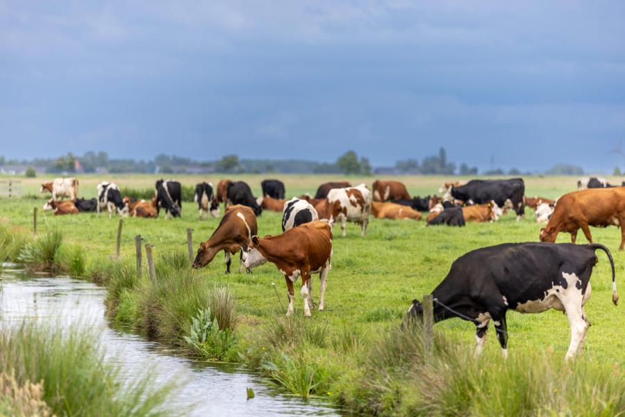 Het gras groeit langzamer dan voorheen, maar de kwaliteit is volgens Boon niet achteruitgegaan. Het ruweiwitgehalte is weliswaar iets lager, maar de kwaliteit van het eiwit is verbeterd