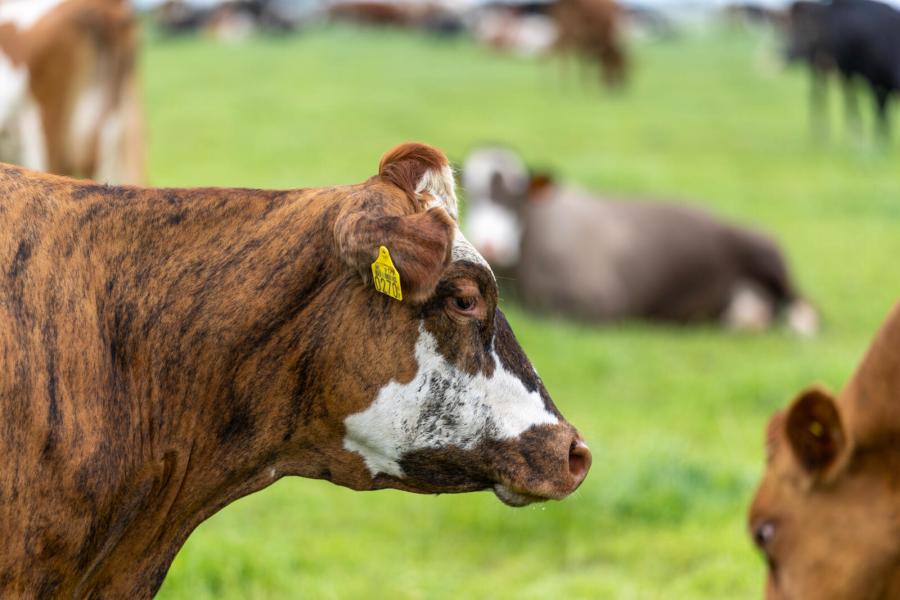 De veestapel, die gemiddeld zevenenhalf jaar oud is, is een smeltkroes van kleuren en rassen. De veehouders gebruiken stieren van allerhande rassen, van jersey en mrij tot normandiër en fleckvieh. ‘Ik benut de sterke punten van alle rassen’, geeft Boon aan